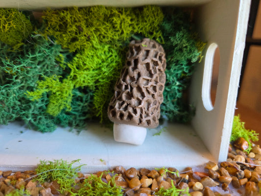 Morel